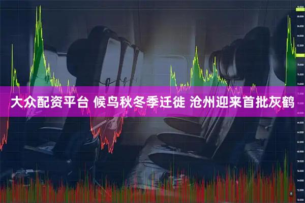 大众配资平台 候鸟秋冬季迁徙 沧州迎来首批灰鹤